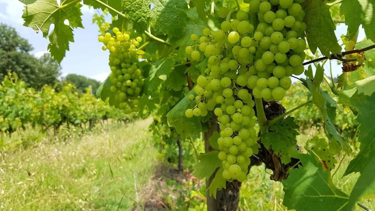 Apartment Appartamento Con Piscina Archetti 10 Minuti Da Firenze, Vista Campagna E Vigneti Lastra a Signa